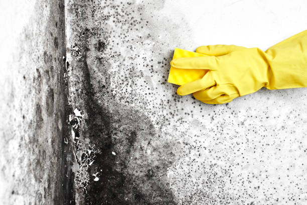 Best Asbestos and Lead Testing During Mold Inspection  in Martin, SD