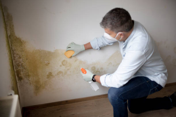 Best Commercial Mold Inspection  in Martin, SD